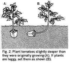 Our visiting professor digs into tomato planting depth – The Garden ...