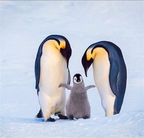 An emperor penguin family welcoming their newborn chick, Antarctica : r ...