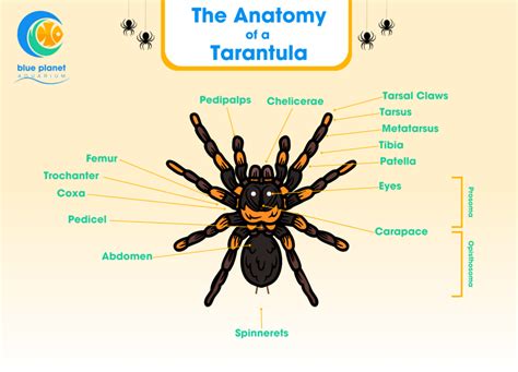 Tarantula Anatomy | Blue Planet Aquarium