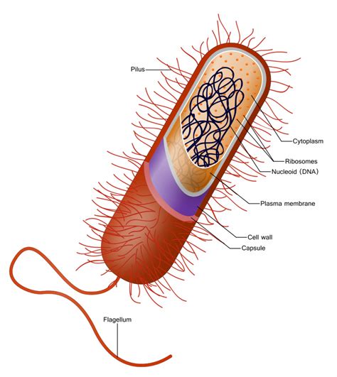 Flagella and Cilia – Mt Hood Community College Biology 101