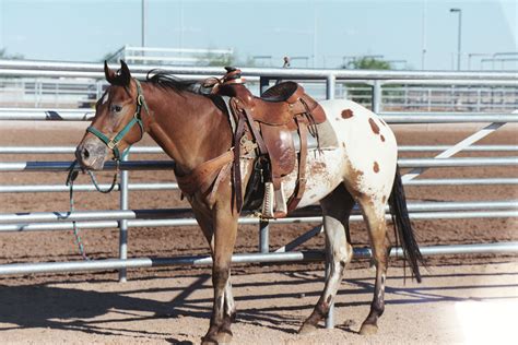 Appaloosa Horses - saddleupcolorado