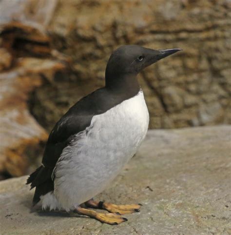 Pictures and information on Common Murre