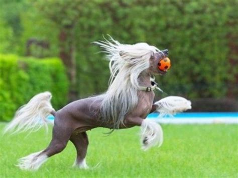 Top 10 Equestrian Dogs That Look Like Horses