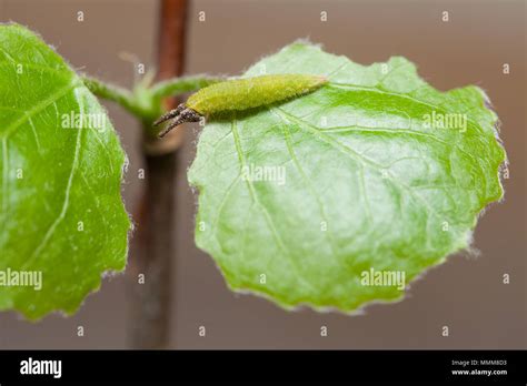 Lesser purple emperor caterpillar Stock Photo - Alamy