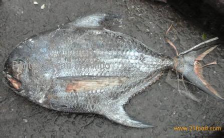 Atlantic tripletail - Alchetron, The Free Social Encyclopedia