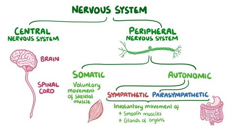 Sympathetic nervous system - Osmosis