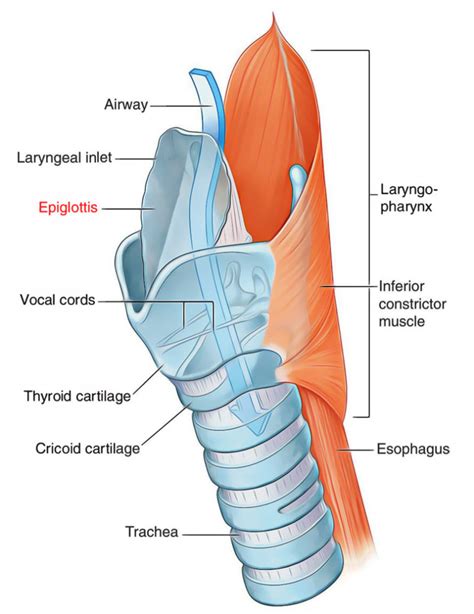 Structure Of Epiglottis