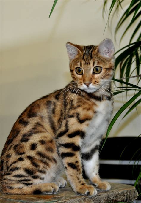 Ears and whited tummy to die for!! Brown/Black spotted tabby bengal cat ...