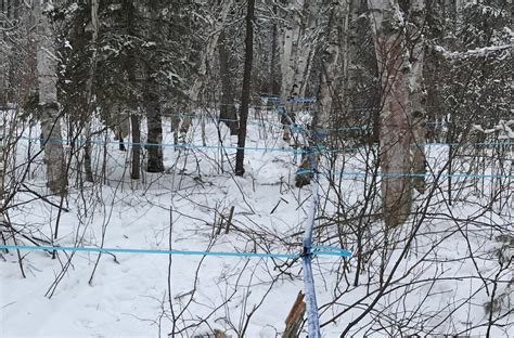 The surprising world of birch syrup production in Ear Falls, Ont. | CBC ...