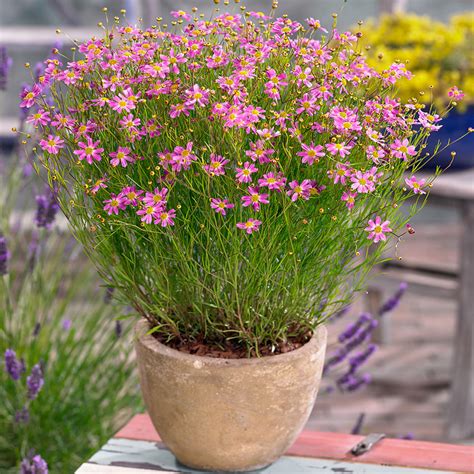 Coreopsis Rosea American Dream Xeriscape Garden Flower Seeds