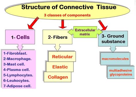 Connective Tissue Types (Examples) and Functions - Laboratoryinfo.com