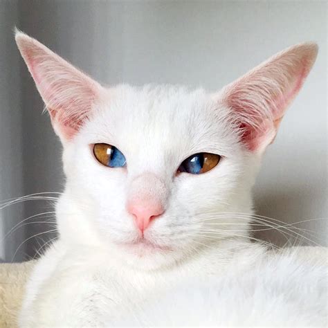 Rare Cat Eye Colors