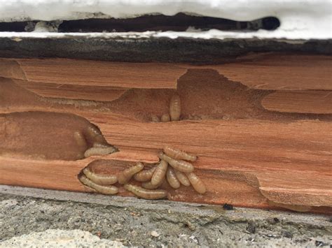 All About Drywood Termites in Santa Clara County | Thrasher Termite ...