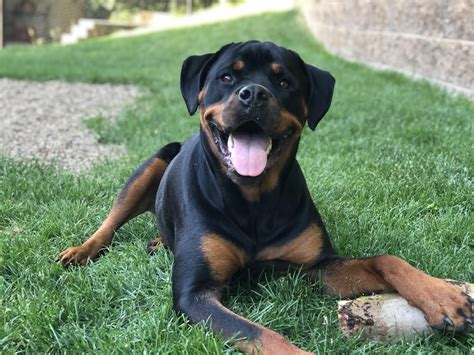 Greta’s favorite activity is to find logs and chew them into pieces ...