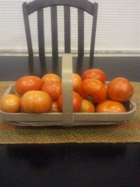 Florida 91 tomatoes | Tomato, Vegetables, Backyard garden