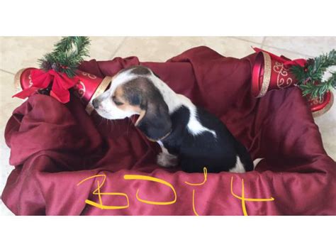 Adorable purebred Christmas beagle puppies for sale Fort Myers ...