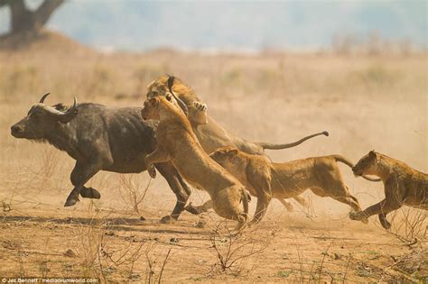 Nature's Relentless Reality: Pregnant Buffalo Falls Victim to Lions ...