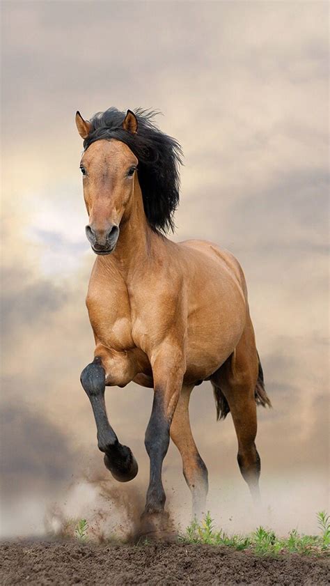 Обои iPhone wallpapers | Pretty horses, Beautiful horses, Horses