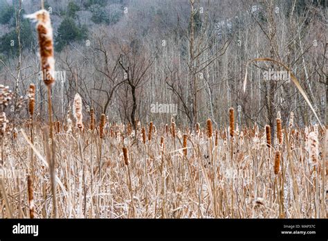 Cattails in winter hi-res stock photography and images - Alamy