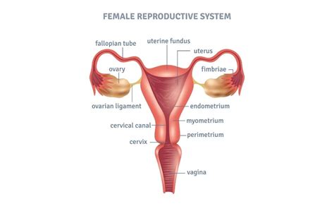 What Is The Fundus Of Uterus & Fibroid In Uterus | USA Fibroids