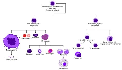 All Things Stem Cell » 2009 » February