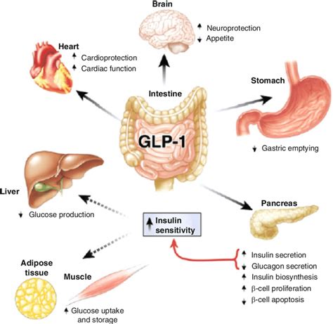 GLP-1 actions in peripheral tissues. The majority of the effects of ...