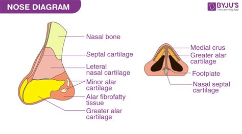 Nose - Labelled Diagram and Description