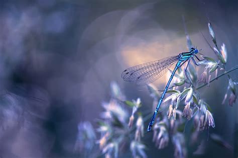 HD wallpaper: dragonfly 4k wallpaper computer, plant, close-up ...