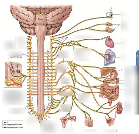 Sympathetic innervation diagram Diagram | Quizlet