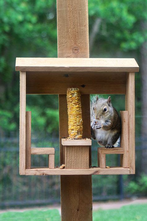 130 SQUIRREL FEEDERS ideas in 2021 | squirrel feeders, squirrel ...