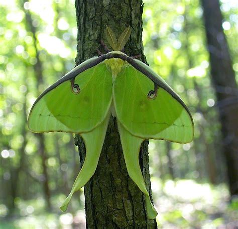 Magnificent Moths - Bradblogspeed.com | Moth, Luna moth, Beautiful bugs