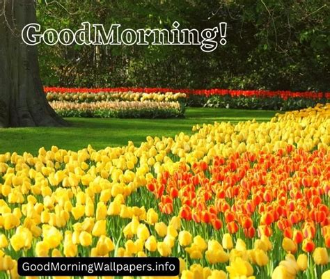 Good Morning Tulip Flowers {HD Pictures 2023}