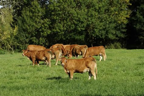 Limousin Cattle: Guide, Info & Facts