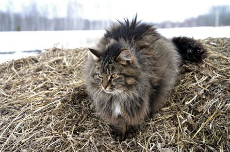 The Stunning Siberian Cat - The Purrington Post