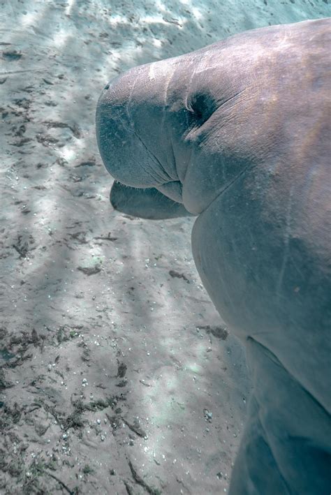 A Spotlight on Manatees — The Original Mermaids | Scuba Diving