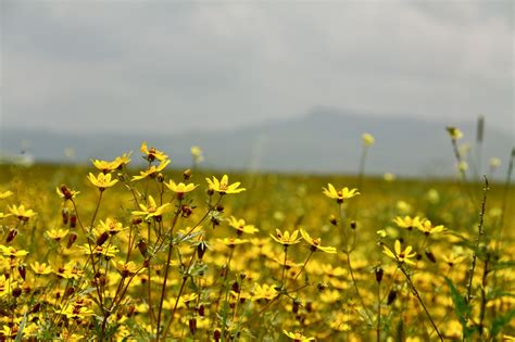 Festivals and Holidays - Great Lalibela Tour and Travel