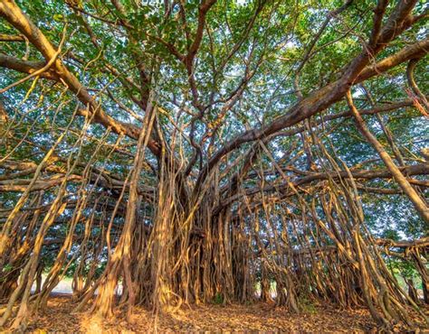 A beautiful old banyan tree in Waikiki Honolulu Hawaii, standing ...