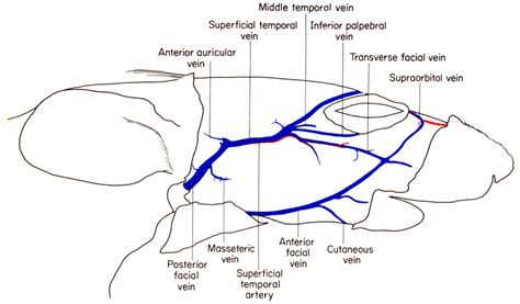 The Anatomy of the Laboratory Mouse