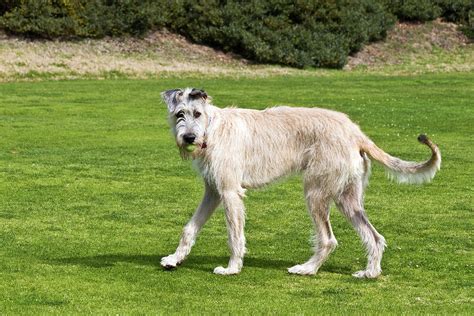 An Irish Wolfhound Puppy Playing Photograph by Zandria Muench Beraldo ...