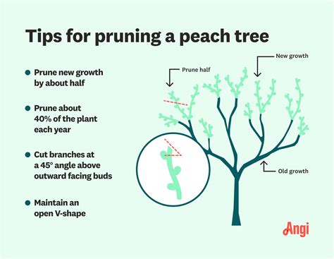 How to Prune a Peach Tree