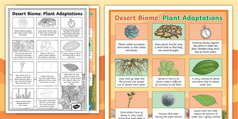 Desert Biome: Plant Adaptations Poster (Teacher-Made)