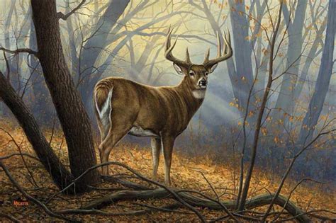 Early morning | Deer artwork, Deer painting, Wildlife art