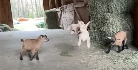 8-Minute Compilation Of Baby Goats Jumping In Slow Motion - borninspace