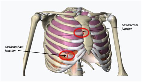 Costochondral Cartilage