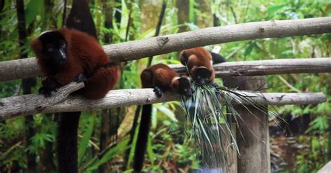 Baby red-ruffed lemurs debut at Naples zoo