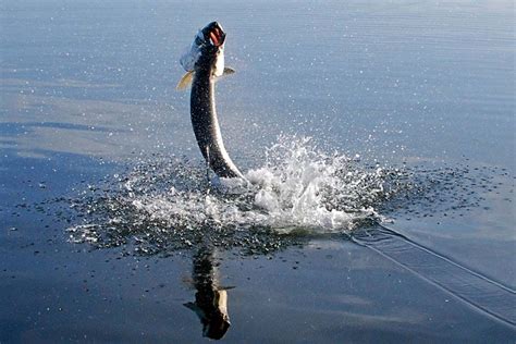 Tarpon Fishing in Central Florida