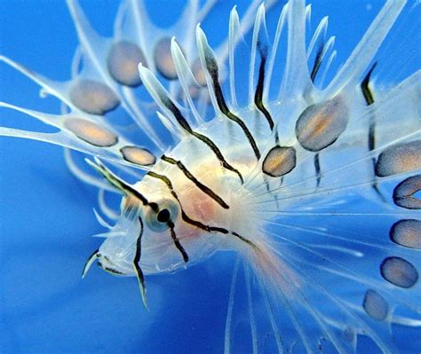 Spotfin Lionfish - Sea Life Photo (225881) - Fanpop