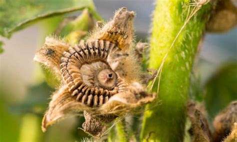 When To Plant Hollyhock Seeds For Bright Blooms - Epic Gardening