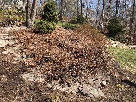 Pruning of Climbing Hydrangea | Mittra Productive Landscapes