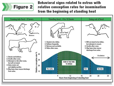 Timing of insemination depends on method of heat detection - | Ag Proud